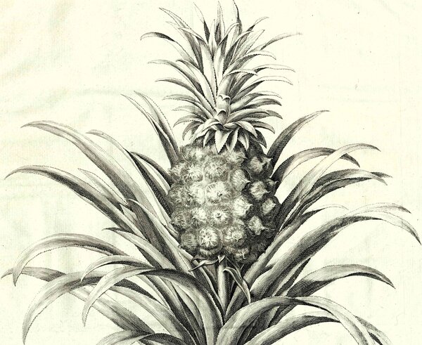 Pieter de La Court van der Voort, Les Agr&eacute;ments de la Campagne, 1750, Ausschnitt: Ananas 